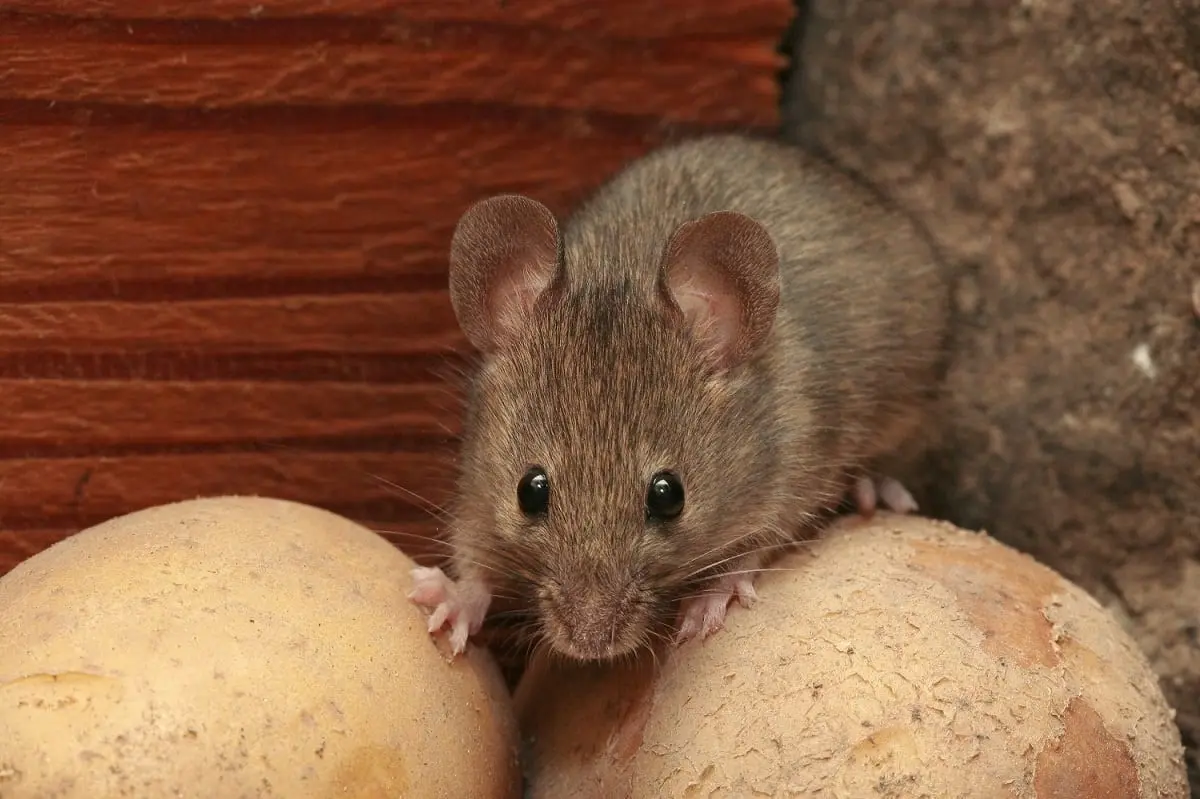 Jak poznat, že máte doma myši