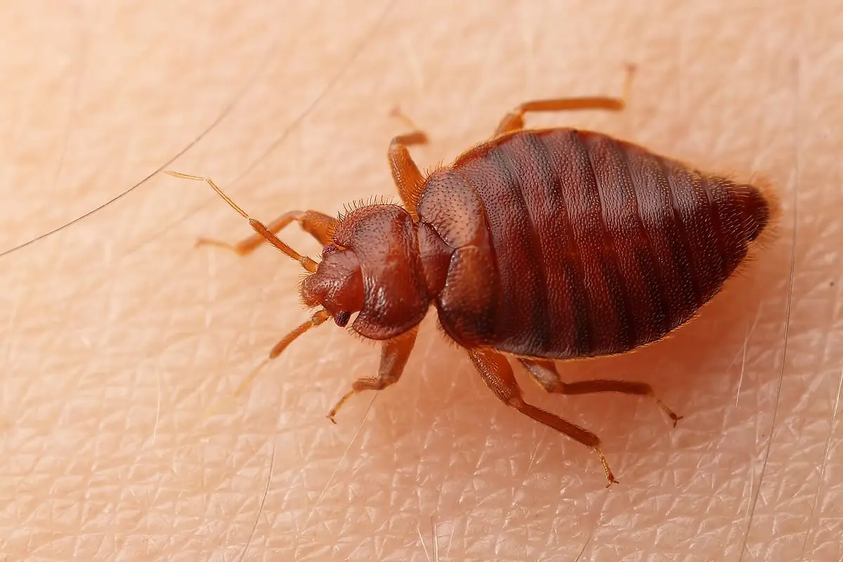 Štěnice v hotelu – co dělat a jak se chránit