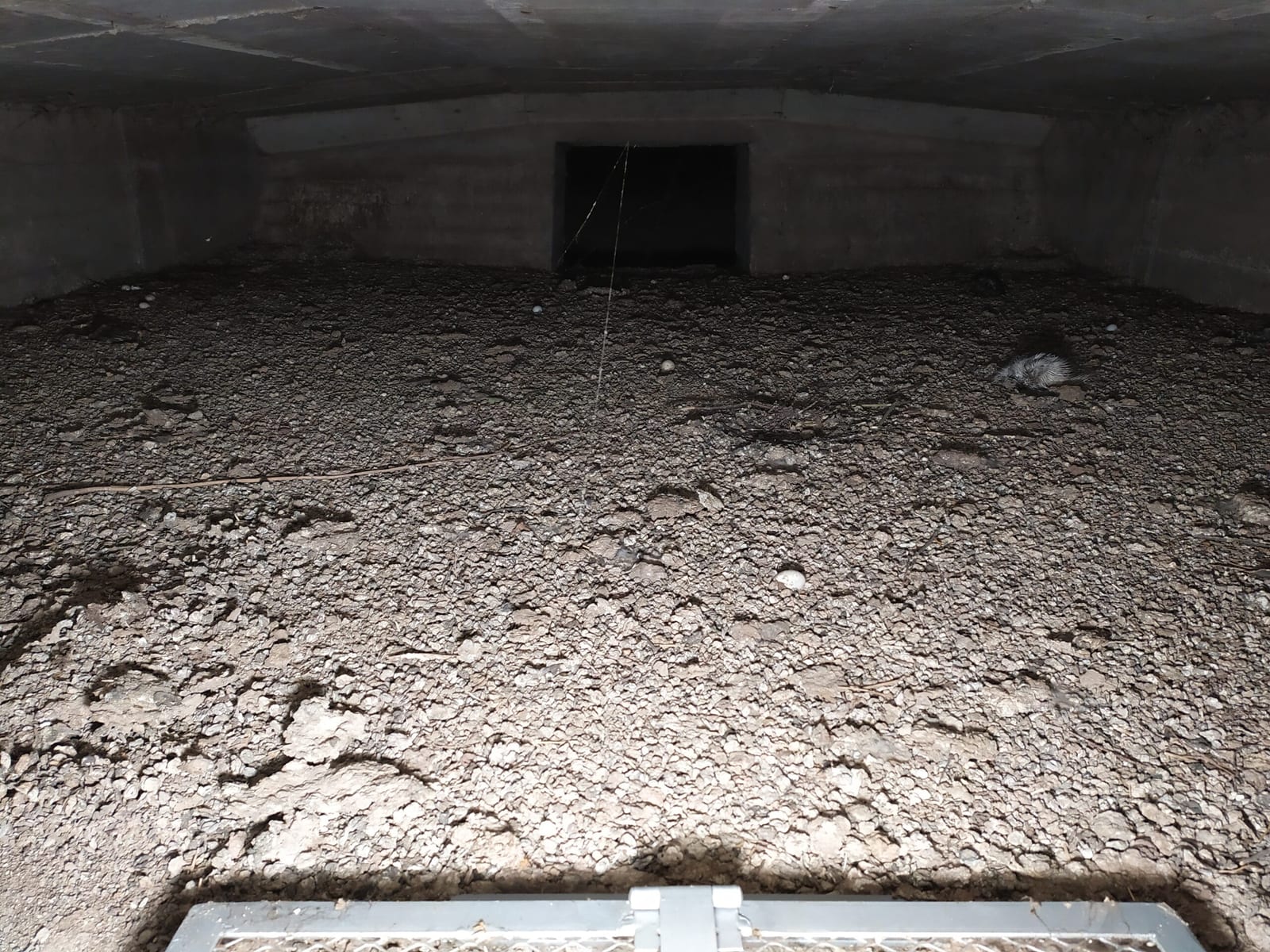 Sanace prostor po holubech – před zásahem